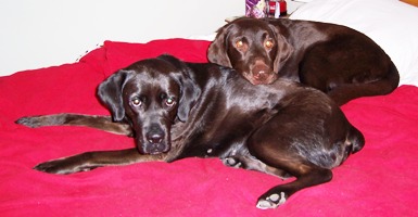 Chenoa and Harley