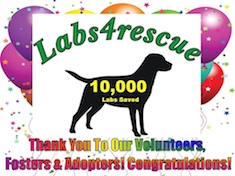 10,000 Labs Saved