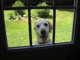 Cooper