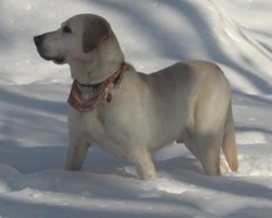 Cooper