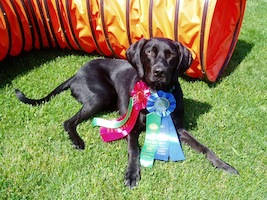 Merlin with his ribbons