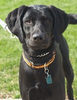 Merlin