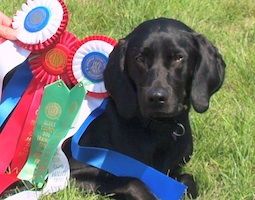 Merlin with his ribbons