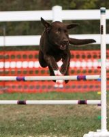 Porter in action