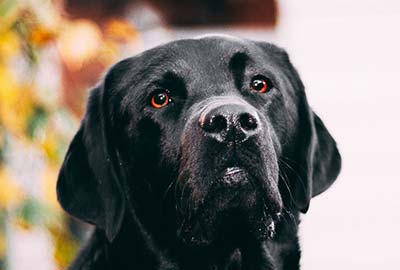 Black lab