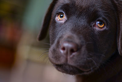 Sponsor a Lab