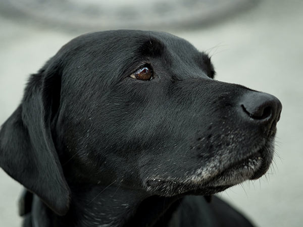 Black Lab