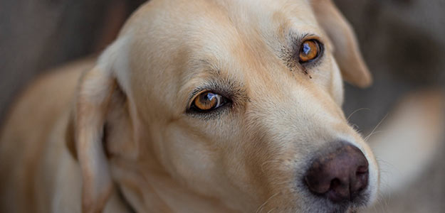 Support Labs4Rescue