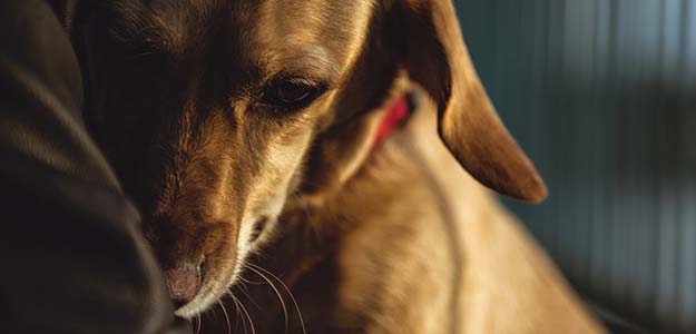 Surrendering a lab